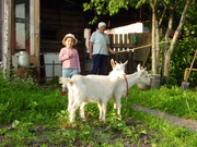 продаю коз и козлят зааненской породы,  дер Зембин,  район Борисова