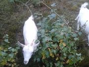 Продам  коз в количестве 3 шт,  Уречье 35 км от Слуцка