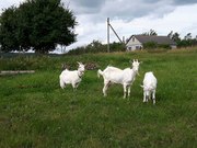 Продам двух дойных коз и козленка