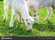 Продам козу и козлят